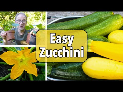 Growing Zucchini (Courgettes) from Sowing to Harvest