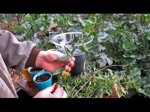 Propagating New Goji Berry Plants From Cuttings