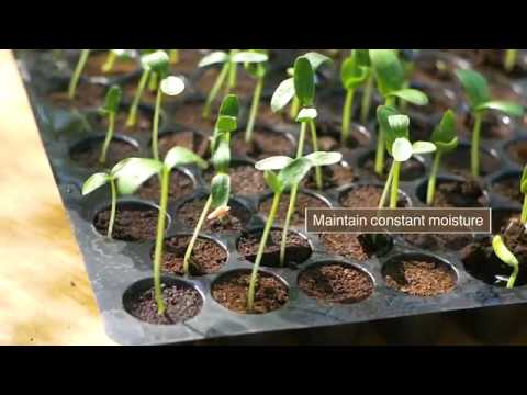 How to plant and grow cucumber