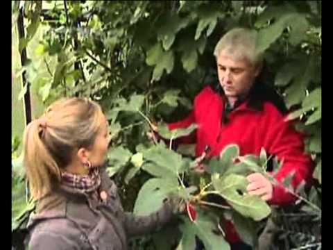 Fikovnik_receptar_2010_10_17.AVI