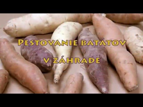 Pestovanie batátov v záhrade