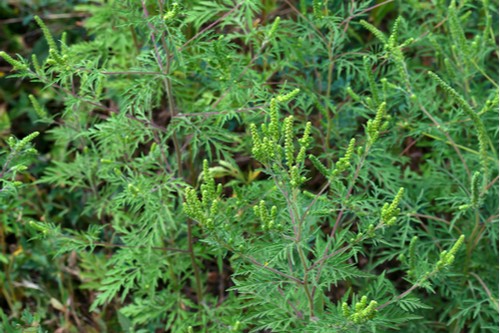 Ambrózia palinolistá (Ambrosia artemisiifolia)