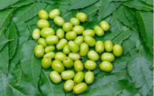 Plody neem, z ktroých se lisuje olej