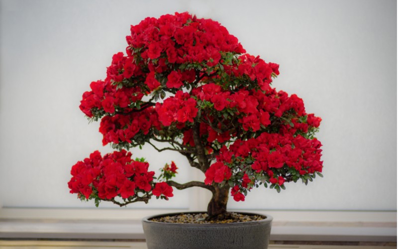 Červená Azalea japonica jako bonsai v kvetináči