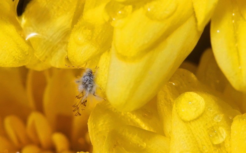 Mšice na chryzantémě