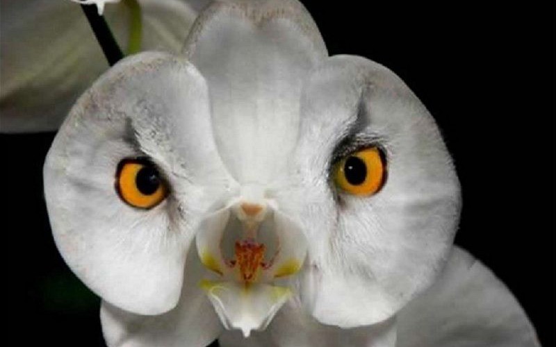 orchidej jako naštvaná bílá sova