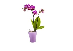 Fialová orchidej ve fialovém květináči